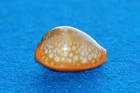 Cypraea Citrina - live taken !