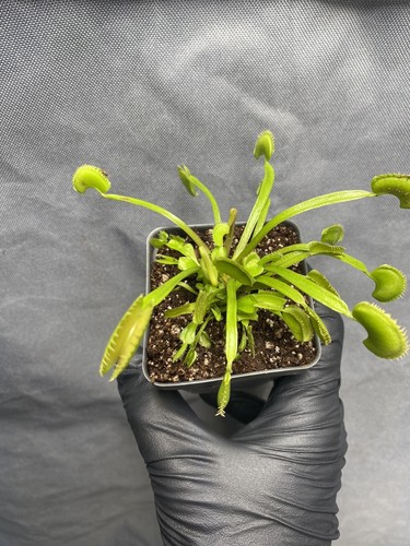 Venus flytrap Dionaea muscipula “dente” sawtooth - Picture 4 of 4