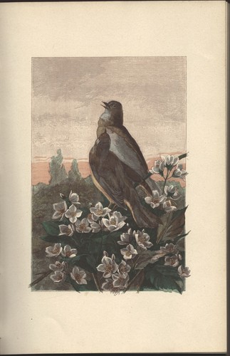 Nos OISEAUX d'André THIEURIET Dessin GIACOMELLI gravure HUYOT 41 aquarelles 1894 - Picture 13 of 24