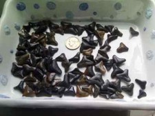 SHARKS TEETH JAWS 🦈 FL BEACH FOSSIL PETRIFIED ⭐ 10 ⭐TEETH Shark Week LOT SALE