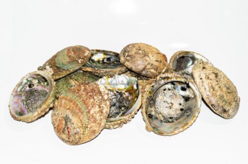 Rosa Abalone Muschel einseitig poliert Strandhandwerk 4 Zoll - 5 Zoll (30 Stck.) #JC-011 - Bild 5 von 10