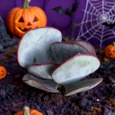 Cotyledon OrbiculataHakubi Succulents Plants Live, Bare root without soil pot,Ga