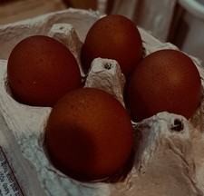 One DOZEN 12 TOP QUALITY French Black Copper Maran Hatching Eggs