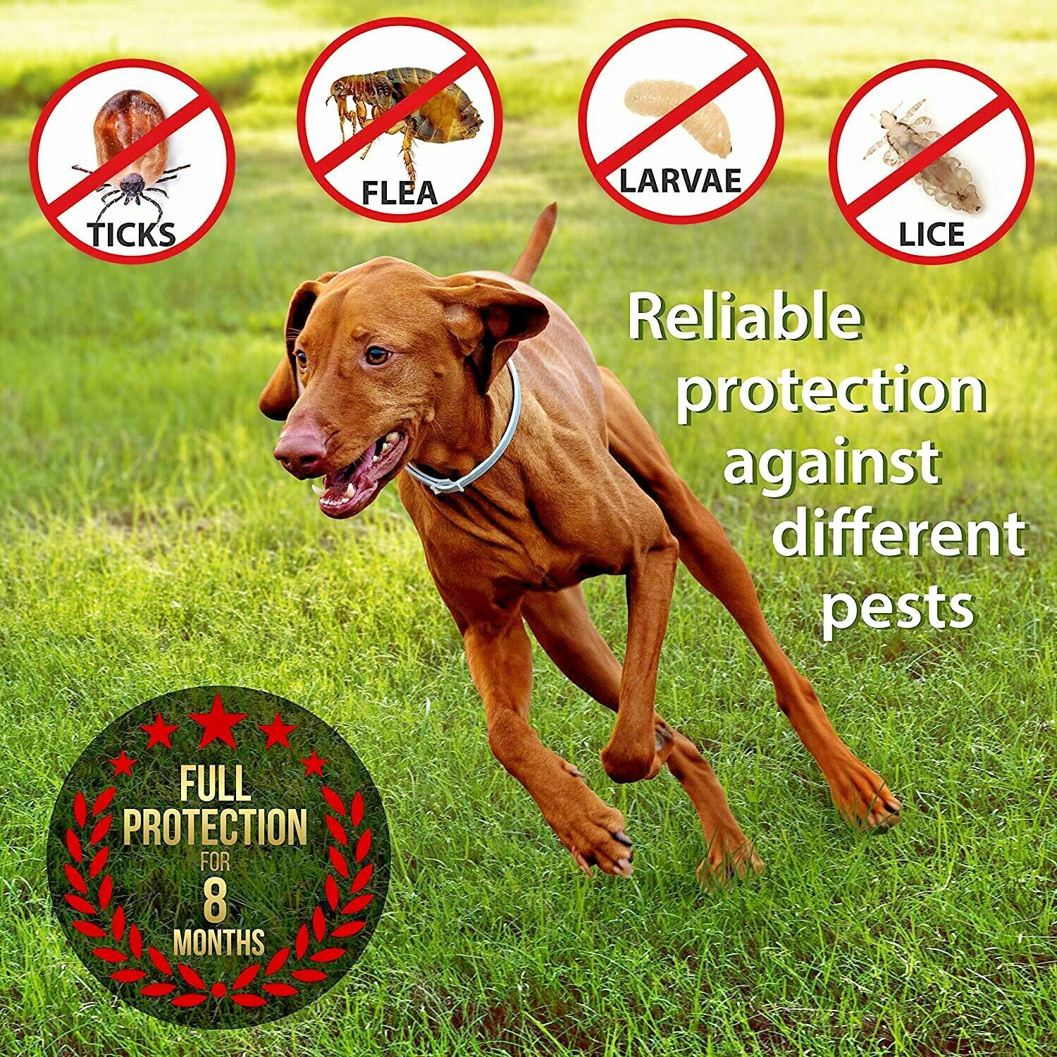 Flea & Tick Collar for Dogs Flea Treatment for Dogs Veterinarian