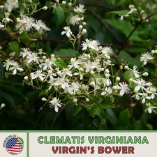 100 Virgin's Bower Seeds, Clematis virginiana, Native Perennial Wildflower