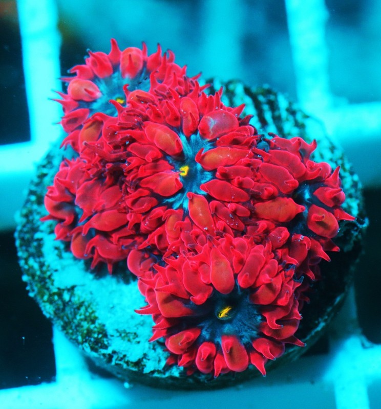 Blue Raven Blastomussa Frag Zoanthids Zoa Paly SPS LPS Corals, WYSIWYG