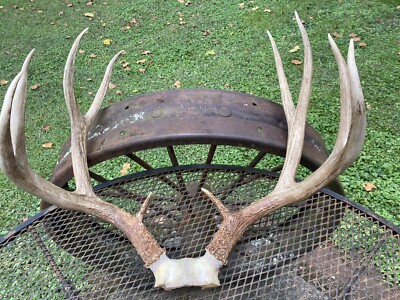 Monster Deer Racks GIANT BEAUTY MULE DEER RACK ANTLERS DISPLAY TAXIDERMY #152 | eBay