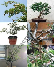 Ebenopsis ebano Texas ebony rare bonsai tree succulent plant seed pack 10 seeds