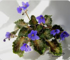African Violet Plant ~ Skies Over Italy ~ Semi — photo 1