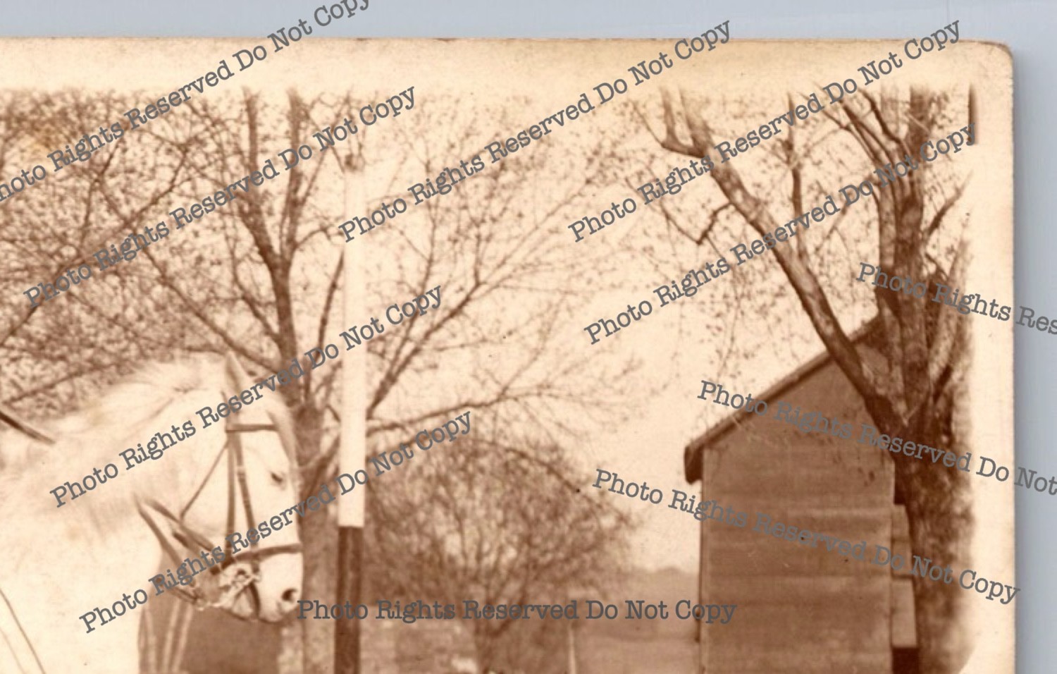 Antique RPPC man riding horse in park Real Photo Postcard 