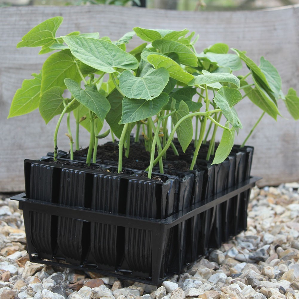 Haxnicks Deep Root Trainer Set 8x4 Reusable 32 Cell Propagation Seed Books
