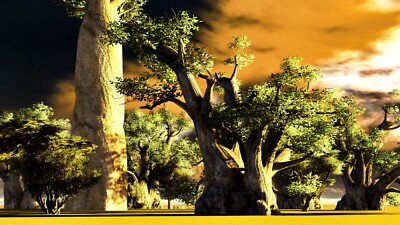 10 Samen Afrikanischer Affenbrotbaum Baobab Adansonia digitata Bonsai |  eBay.de