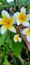 Aztec Gold Plumeria Fragrant 3 Pcs Fresh Cutting approx 8"-10" ready to plant
