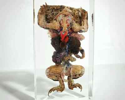 Dissected Toad In Resin, Educational Frog Specimen, Oddities, Bufo Gargarizans