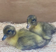 (6) Fertile Duck hatching Eggs - Welsh Harlequin 