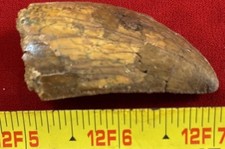 Rare Carcharodontosaurus Dinosaur Tooth T Rex Cousin 95 Mil Yrs Fossil 2 1/8”
