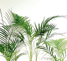 Dypsis lutescens 20-40cm high | Areca palm | Butterfly palm - Areca palm | Butte