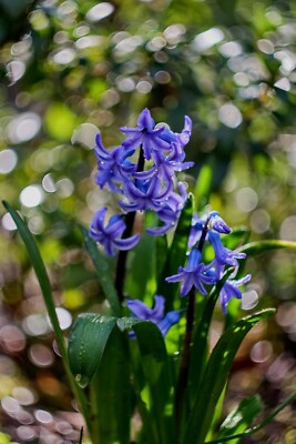 Sony E Fit Objektiv Helios 44-2 58mm F2 Legendary Swirly Bokeh Monster RTD6U