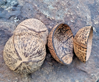100% Natural, Handmade Eco-friendly Coconut Shell Containers In Sri Lanka
