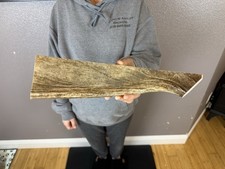 1 Huge JUMBO Whole MOOSE ANTLER Dog Chew SALE SELECT MASSIVE COLOSSAL BIG 13