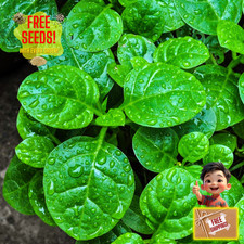 Fresh Green Malabar Spinach Seed | Mong Toi | Heirloom Non-GMO | Asian Vegetable