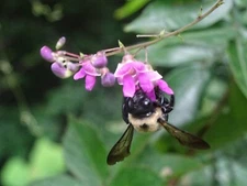 Phaseolus polystachios Thicket Bean 15 seeds from 2025 Native perennial bean