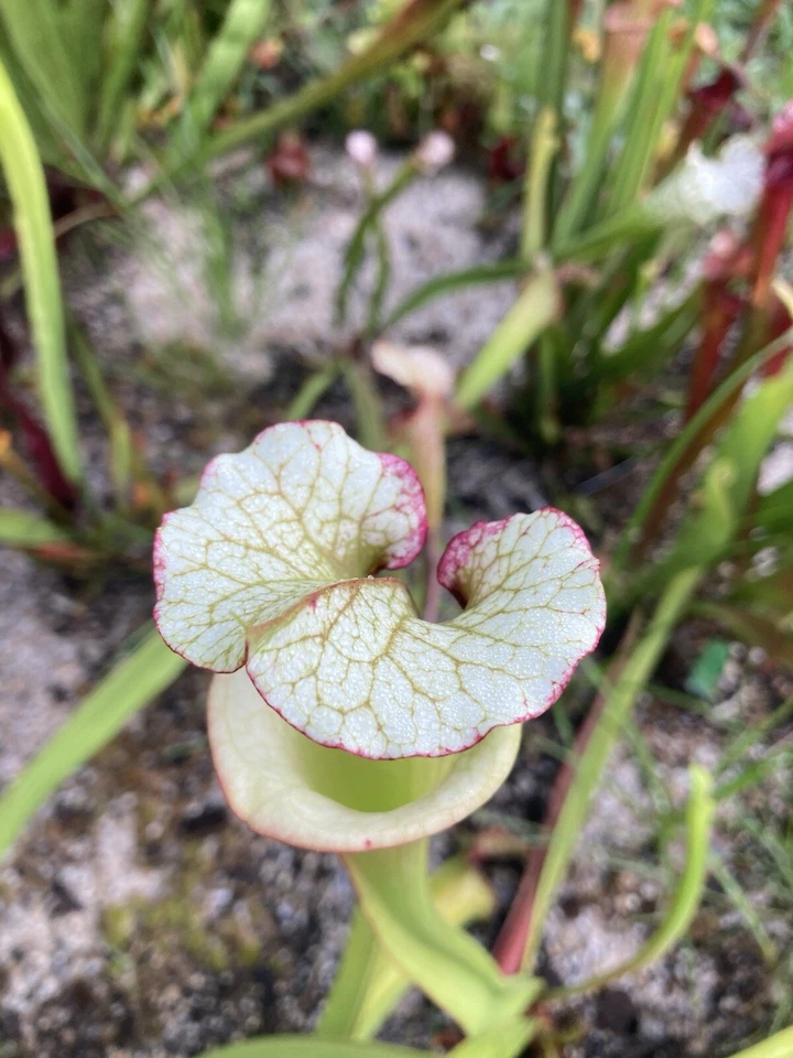 2024 Sarracenia Seed: Legacy x White Knight - Image 2 of 4