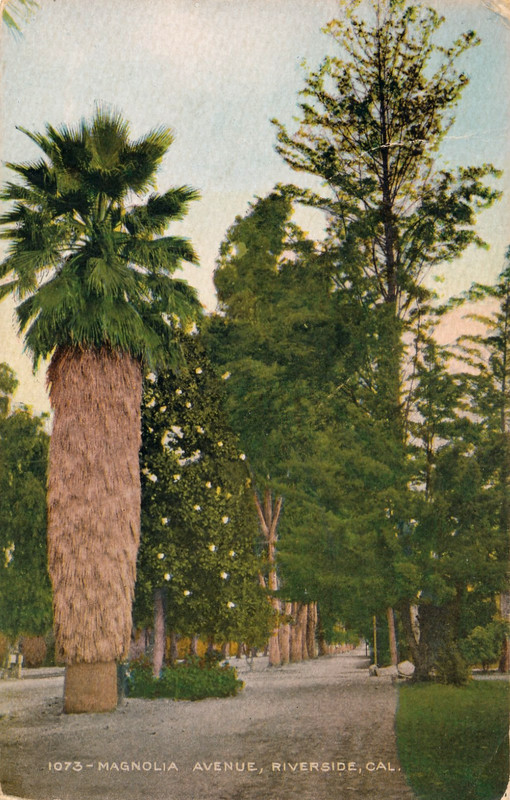 MAGNOLIA AVENUE, RIVERSIDE, CAL. CA. FAN PALM.  RIVERSIDE CAL FLAG CANCEL.