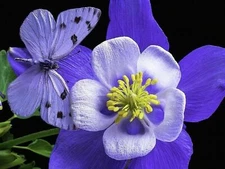 Columbine Butterfly - DIY Counted Cross Stitch Pattern Needlework 