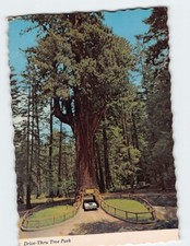 Postcard Drive-Thru Tree Park, Leggett, California