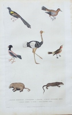 1780 - Nachtigall nightingale Vogel bird Otter animals engraving Kupferstich