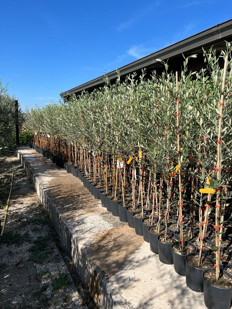 Olivi Itrana - Pianta Da Frutto In Vaso 20 Cm - *Altezza: 120~130 Cm. 2 Anni