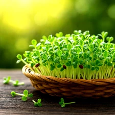 3000+ ALFALFA SEEDS 🌱 HEIRLOOM MICROGREENS COVER CROP NON-GMO LEGUME FREE SHIP