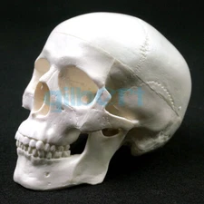 PVC Mini Skull Human Anatomical Anatomy Head Model Convenient Medical Teaching