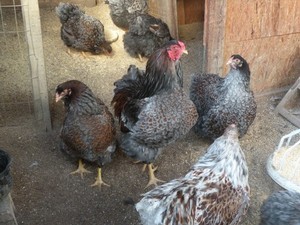 18 BLUE LACE RED WYANDOTTE FERTILE HATCHING EGGS