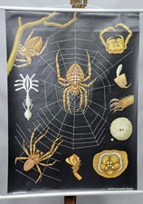 Vintage Jung Koch Quentell Wall Chart Common Cross spider Araneus Diadematus