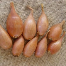 Cebolla seёds, 500 seёds rara cebolla Lubchik, reliquia orgánica -960+PISTA №