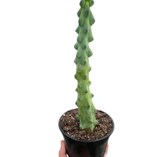 Boobie Cactus