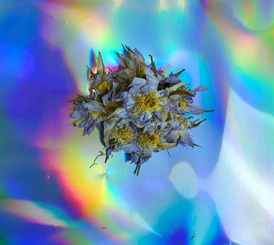 #ad Egyptian Water Lily Authentic amp; Rare High Potency Preorder 1 oz $65.00