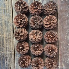 Natural Pine Cones Lot of 15 for Crafts and D...
