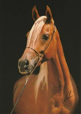 Arabian horse, Hafeedah, Erwin Escher postcard - image 1 of 2