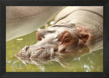 Gerahmtes Wandbild Nilpferd Poster Leinwanddruck Bild