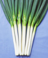Spring Onion Plug Plants "Grow Your Own" Vegetables **LETTERBOX FRIENDLY**