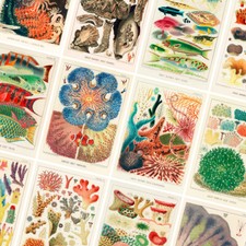 VINTAGE OCEAN POSTERS PRINTS - Great Barrier Reef - Wall Art Home Decor