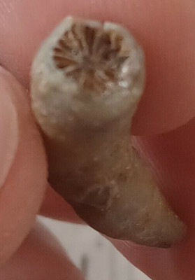 Devonian fossil coral four-ray, Poland, Felsen sk92