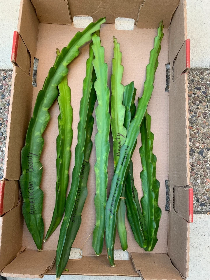 DRAGON FRUIT CUTTINGS - Variaties - 12" - 18" - Image 2 of 4
