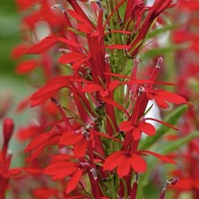 300+ CARDINAL FLOWER SEEDS (Lobelia cardinalis) Hummingbird Plant Perennial USA