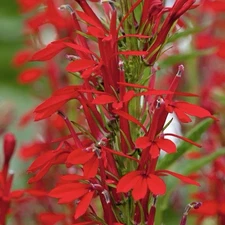 300+ CARDINAL FLOWER SEEDS (Lobelia cardinalis) Hummingbird Plant Perennial USA