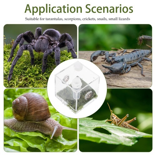 2 Juegos Caja Recinto Araña Saltarina Hábitat Araña Insectos Estuche de Alimentación - Imagen 12 de 12