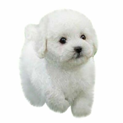 Realistic Teddy Dog Simulation Toy Funny Puppy Lifelike Stuffed Toy S4O0 | eBay